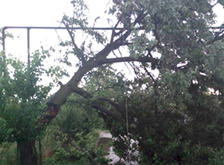 Поваленные ветром в Белореченском районе деревья распилены и убраны с автодорог