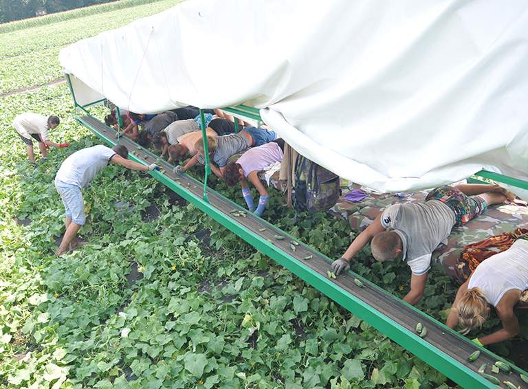 Глава муниципалитета оценил ход уборки урожая, побывав в ведущих сельхозпредприятиях Белореченского района