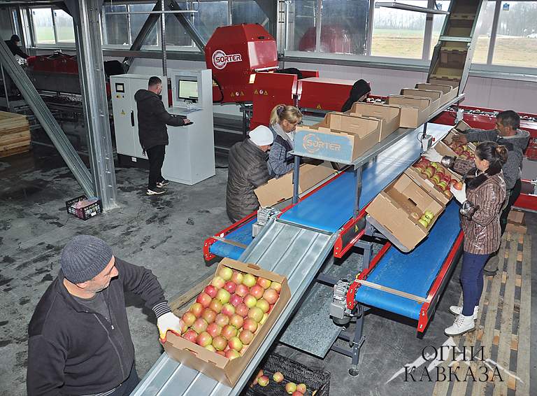 Автоматизированная линия фасовки яблок на днях пущена в садовом хозяйстве ИП Виноградовой Школьненского сельского поселения