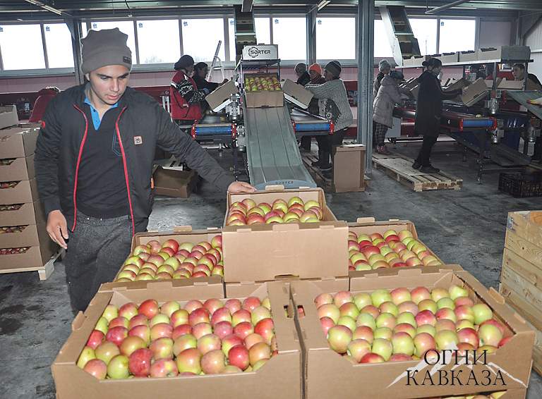 Автоматизированная линия фасовки яблок на днях пущена в садовом хозяйстве ИП Виноградовой Школьненского сельского поселения