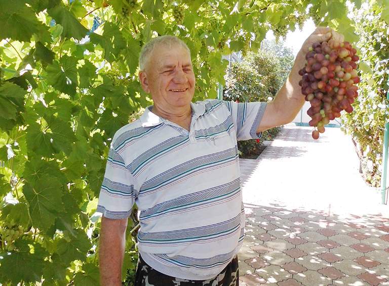 Михаил Дедиков демонстрирует гроздь винограда, который на Кубани расти не должен, но растёт и плодоносит