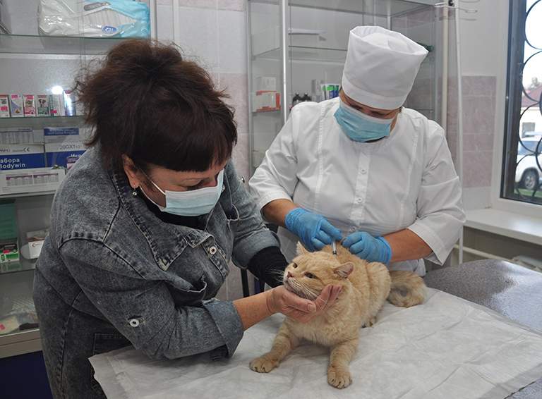 Рабочий день заведующей городской ветлечебницей Галины Муштаевой начался с приёма кота Персика