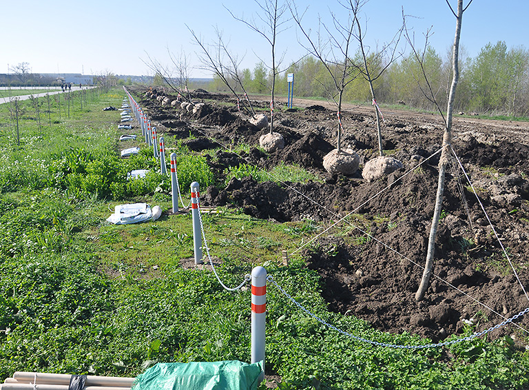 Эстафету по высадке деревьев в рамках международной акции «Сад памяти» подхватили белореченские депутаты