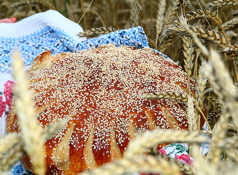 Традиционный обед в пшеничном поле устроили для казачат белореченские казачки
