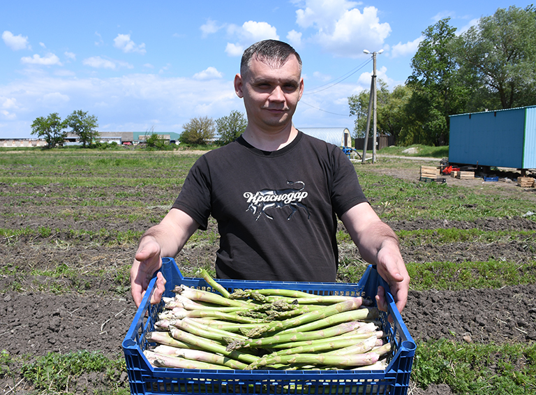 Индивидуальный предприниматель Денис Ивахненко с первым урожаем деликатесного овоща – спаржи