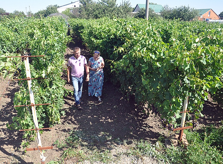Коллекционер… винограда из села Новоалексеевского