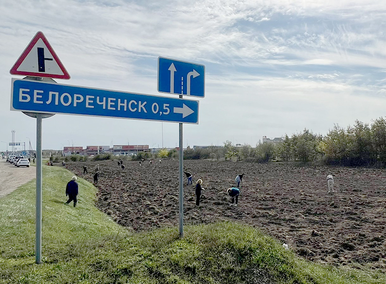 Зеленая пятница: дубы-малыши под опекой специалистов администрации города Белореченска