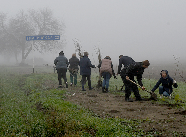 На въезде в Белореченск будут высажены 650 саженцев клена