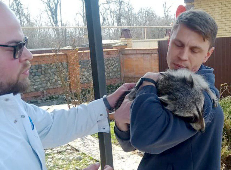 Белореченские спасатели избавили местную жительницу от непрошеного енота