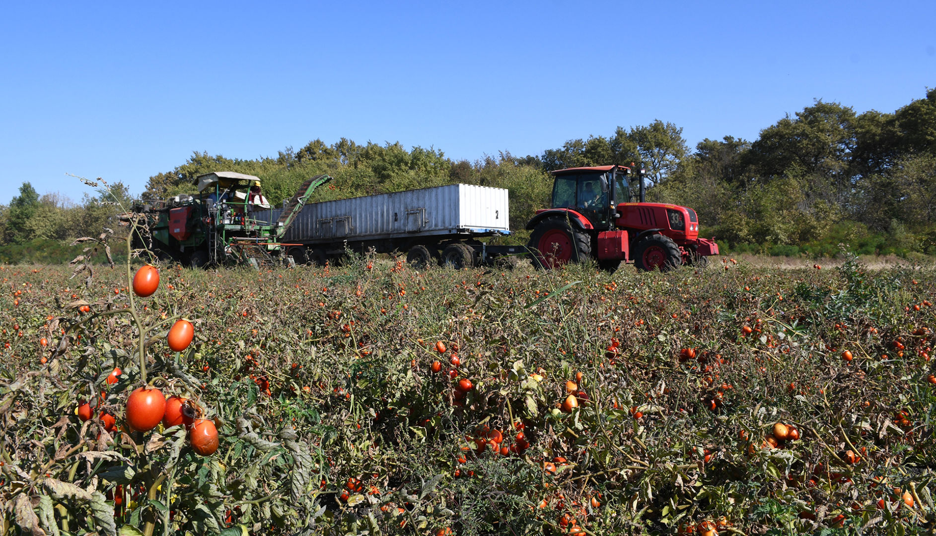 Белореченское ООО «Кубань Продукт» завершило нынешний сезон рекордным  урожаем – 21.10.2023 | Сельское хозяйство – новости Белореченска