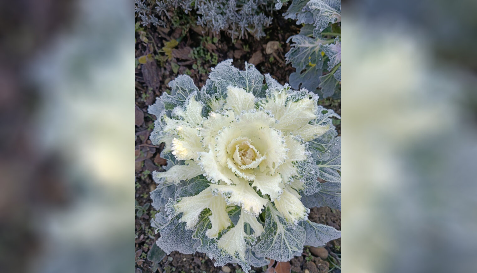 Садовод-любитель из Великовечного считает, что осенний сад – нескучный сад