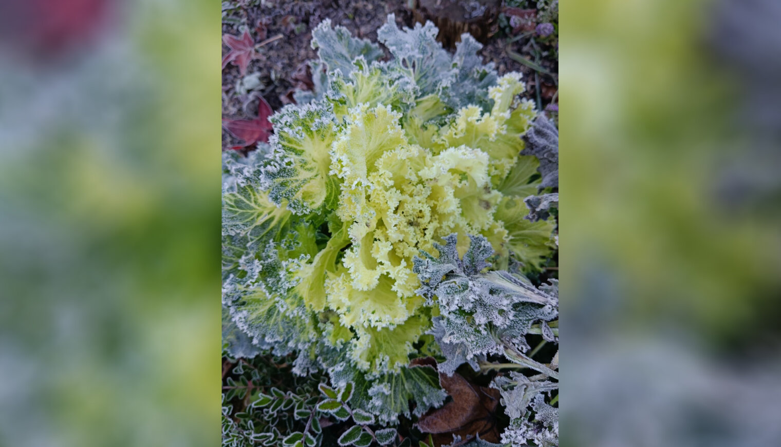 Садовод-любитель из Великовечного считает, что осенний сад – нескучный сад